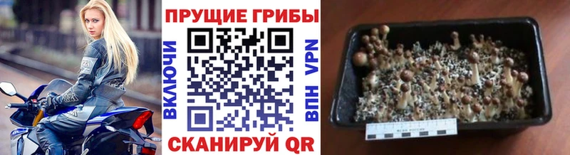 Галлюциногенные грибы прущие грибы  shop состав  Камешково 